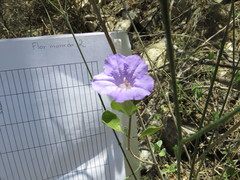 Ruellia hirsutoglandulosa