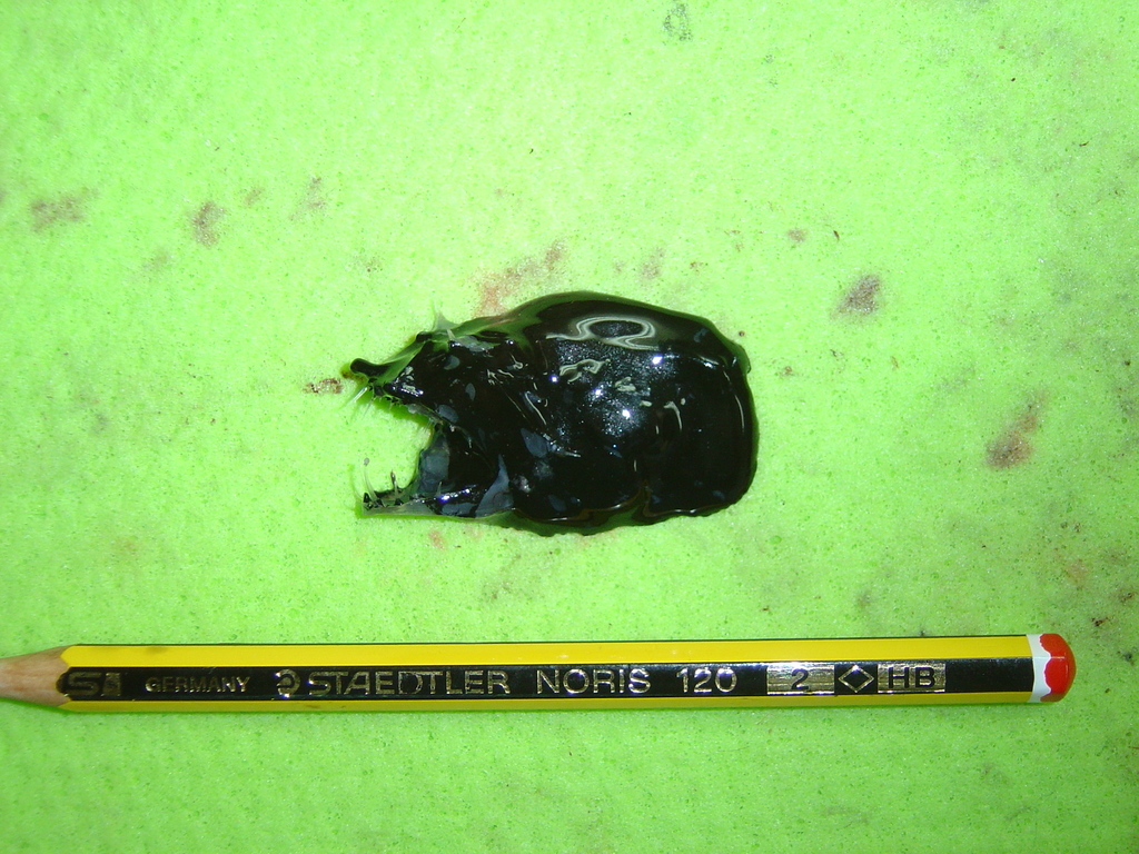 Crowned netdevil (Linophryne coronata) — Linophrynidae