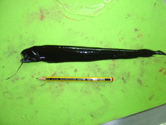 Scaleless Black Dragonfish photo 3