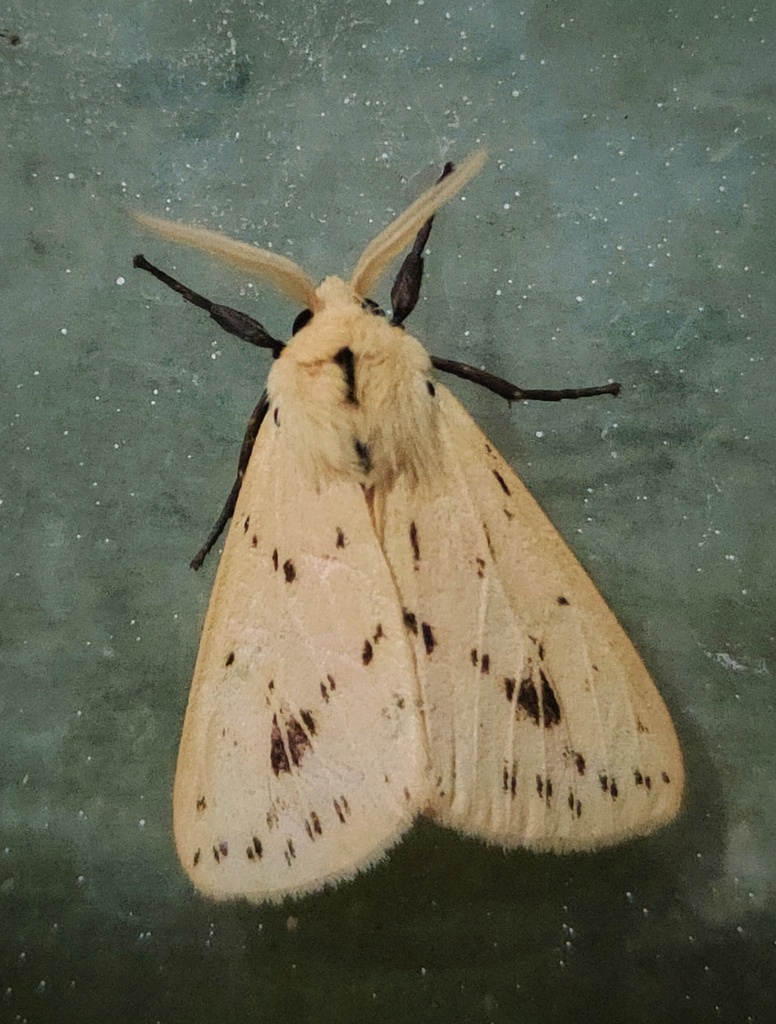 Spilosoma strigatula
