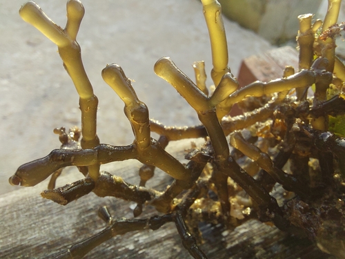 Gracilaria salicornia