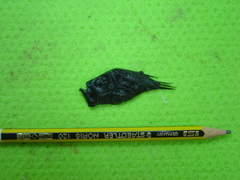 Cryptopsaras couesii