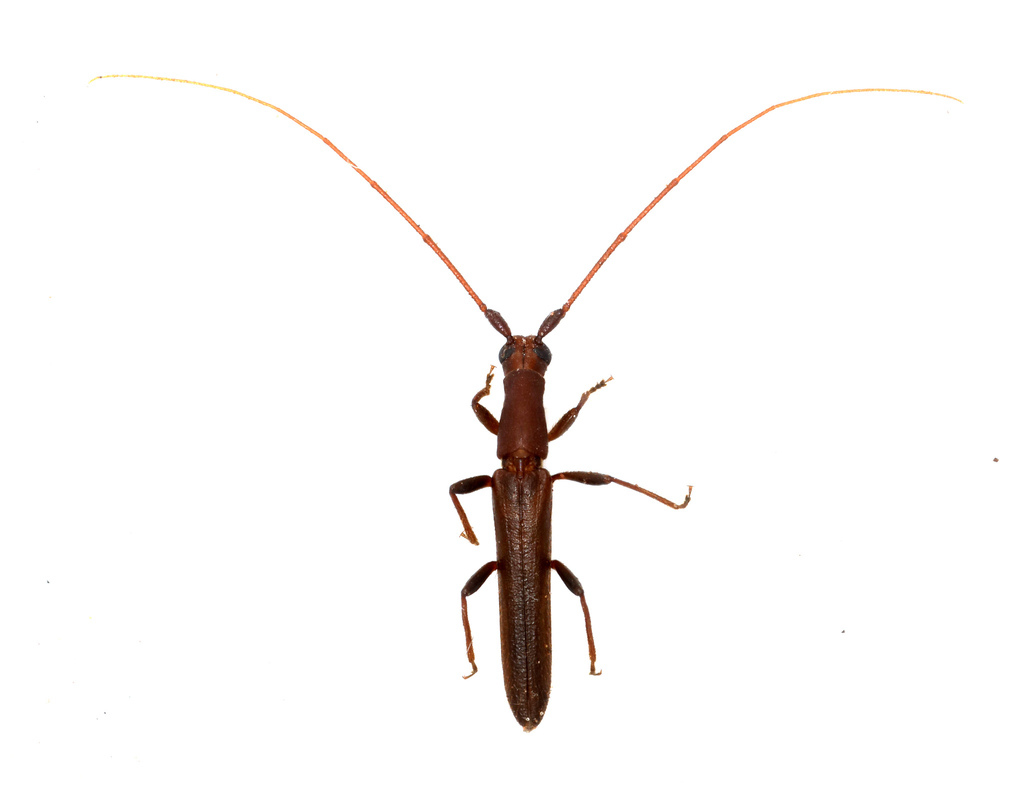 Listrocerum