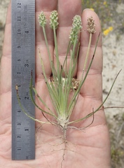 Plantago erecta erecta