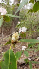 Rhododendron carolinianum