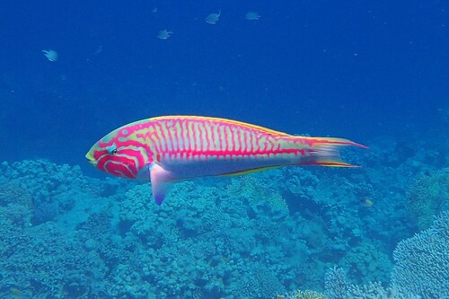 Klunzinger's Wrasse — seen at this dive site
