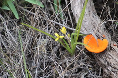 Hypoxis villosa