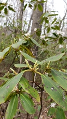 Rhododendron carolinianum