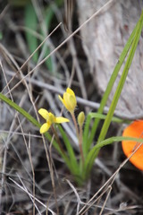 Hypoxis villosa