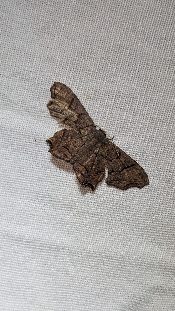 Dysaethria carmona