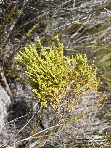 Image of Erica serrata by (c) Charleen Brunke, some rights reserved (CC BY)
