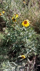 Helianthus laciniatus