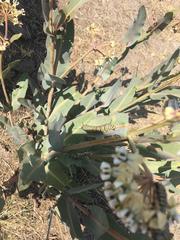Asclepias glaucescens