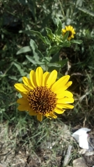 Helianthus laciniatus