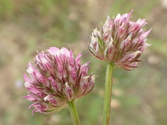 Trifolium ciliolatum