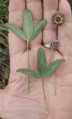 Trifolium ciliolatum
