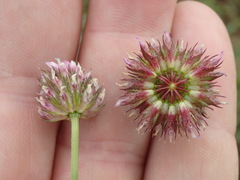 Trifolium ciliolatum
