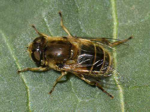 Eurasian Drone Fly