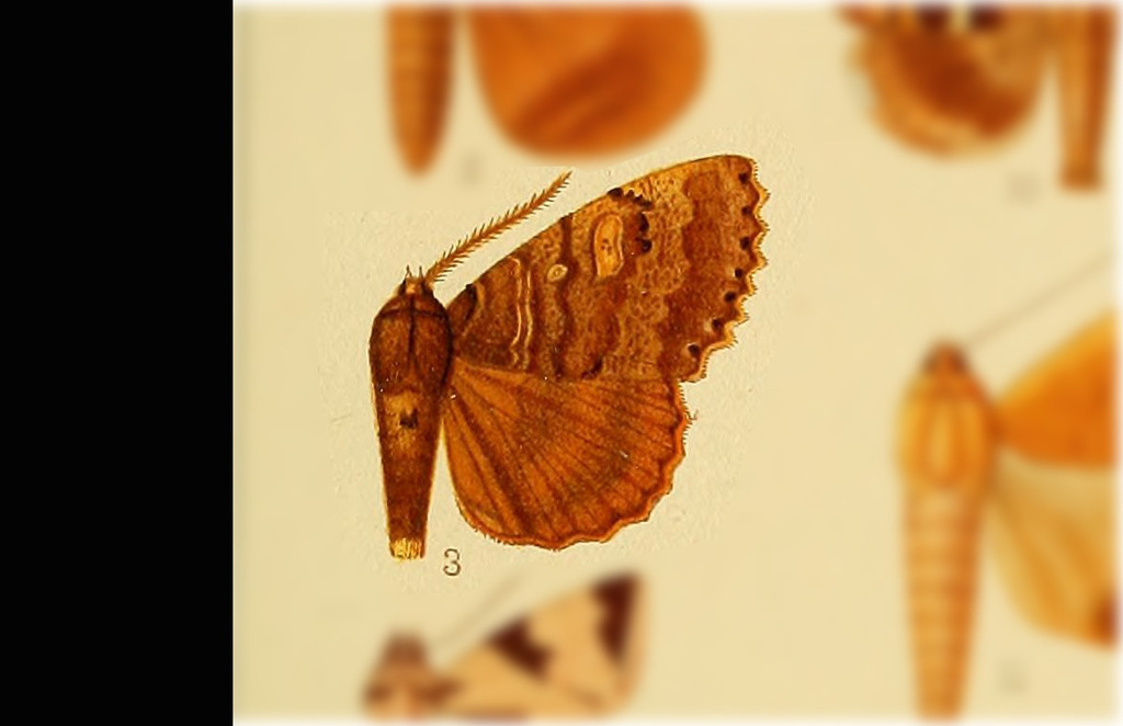 Prionoptera socorrensis