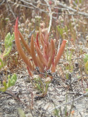 Dudleya multicaulis