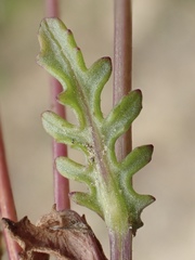 Senecio aphanactis