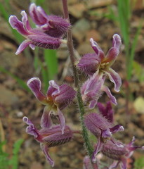 Streptanthus hispidus