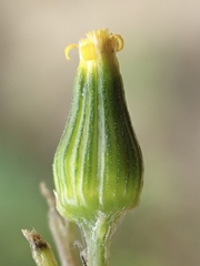 Senecio aphanactis