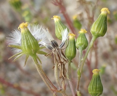 Senecio aphanactis