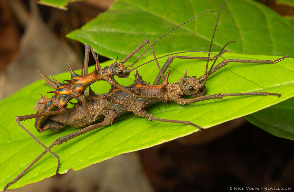 Touch-Me-Not Stick Insect