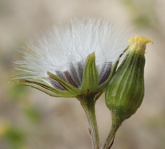 Senecio aphanactis