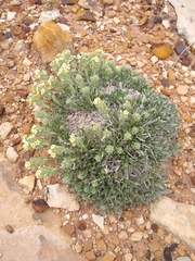 Oreocarya fulvocanescens