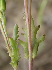 Senecio aphanactis