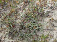 Atriplex coulteri