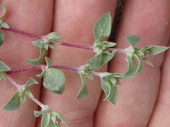 Atriplex coulteri