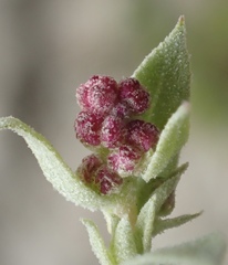 Atriplex coulteri