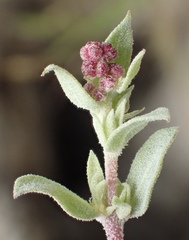 Atriplex coulteri