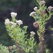 Nidorella ivifolia - Photo (c) Tony Rebelo,  זכויות יוצרים חלקיות (CC BY-SA), הועלה על ידי Tony Rebelo