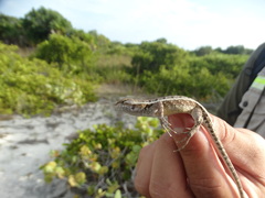 Sceloporus cozumelae