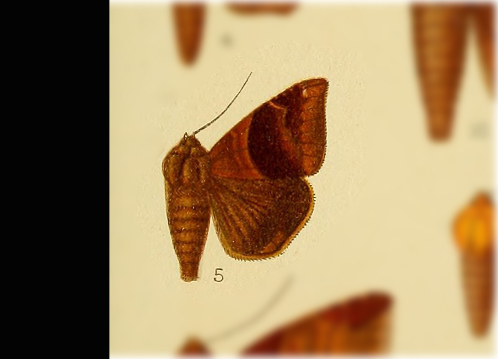 Ophisma tecta