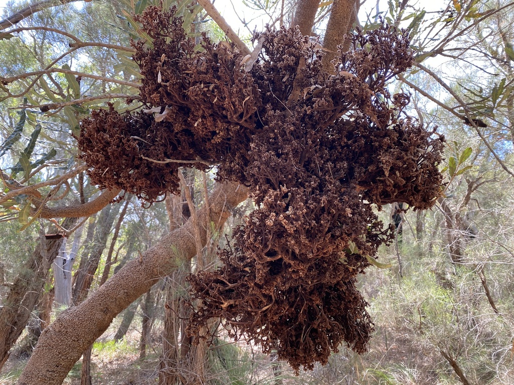 Saccharataceae