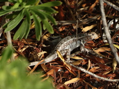Sceloporus cozumelae