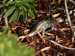 Sceloporus cozumelae