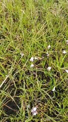 Collinsia sparsiflora collina