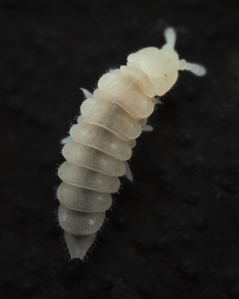 Onychiuridae