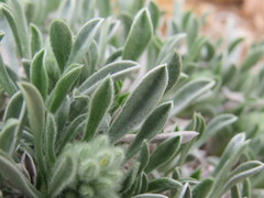 Oreocarya fulvocanescens