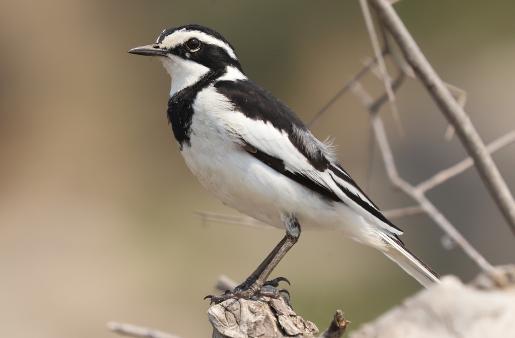 African Pied Wagtail