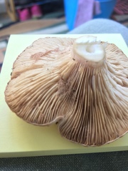 Rhodocybe piperita