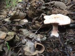 Rhodocybe piperita