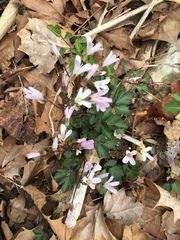 Cardamine concatenata