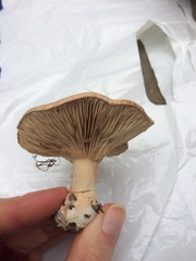 Rhodocybe piperita